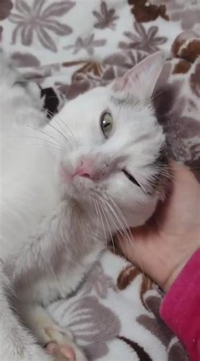 Fuku #cat #adoptstrays #labusfamily