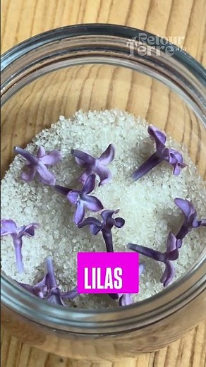 How to make a lilac sugar cube?
