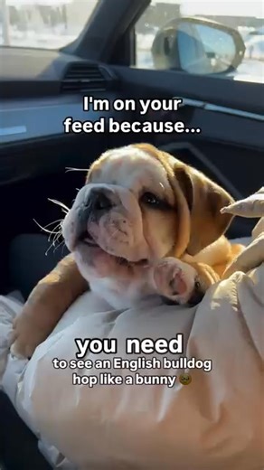 9.5K views · 309 reactions | Bark Place on Reels | Facebook