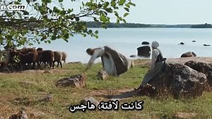 Devils.Bride.2016.DVDRip..akoam.com