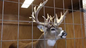 We are here at the Arkansas Big Buck Classic at the STATE FAIR GROUNDS IN LITTLE ROCK. We have three LIVE bucks on display during show hours. The show is Friday January 27th through Sunday the 29th. Come see Heart Attack, Magnitude, and the star of the show, Double XL! | Steve Porter's Trophy Whitetail