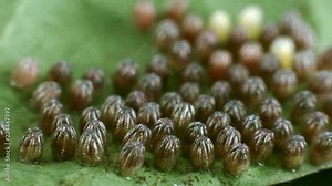Eggs of the Gulf fritillary, (Agraulis vanillae). A heliconid butterfly whose larvae feed on passion vines (Passiflora). The caterpillars are ready to emerge from the egg. Time-lapse.