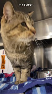 1.3K views · 61 reactions | It’s Cat-eriffic￼ here at Oakland County Animal Shelter!!!‍⬛ | Oakland County Animal Control & Pet Adoption Center | Facebook