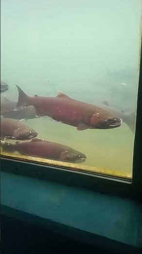 Coho by Sophie #fish #salmon #coho #cohosalmon