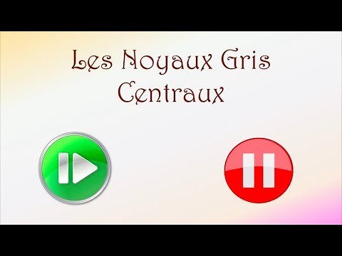Neurofacile 7 : Les noyaux gris centraux.