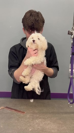 Gracie is so graceful #puppy #doggrooming