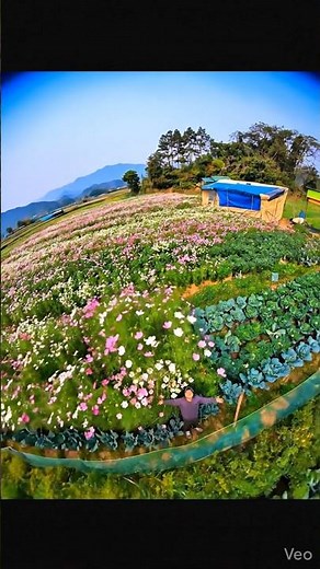 The Most Bizarre Car Company Stories