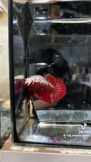 beautiful fish in the world