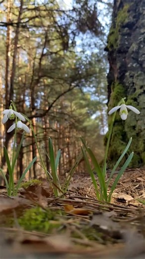 Ліс знає, як заспокоїти душу 🤍#тиша #спокій #relax #nature #forest