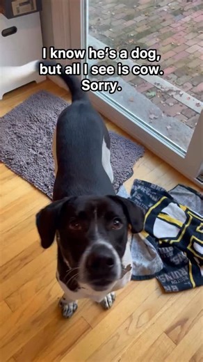 Seeking farmer👨‍🌾 to adopt cow🐄. Leon is a 9-month-old cow ready to graze in your pasture. He’s friendly with dogs, cats, and kids. He’s smart, laid-back, and sweet. Please check out his bio on the “Adoptable Dogs” page of our website and submit an adoption application (if you haven’t already)! Reminder: You do NOT need to own your own home, live in a single family home, or have a yard or fence to adopt or foster with us! Residents of Massachusetts can foster with us and residents of Massachu