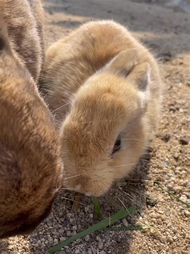 They are one family | Peter rabbit