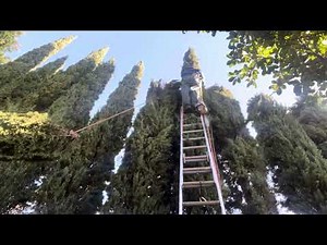 ITALIAN CYPRESS (how to)