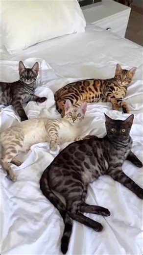 3 Reasons Why Bengal Cats cost so much 😱🤑 #bengalcat #cat #shorts