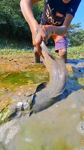 233K views · 1K reactions | Giant Fish in Mud Water. #fishing #viralfishing #viralvideoシ #catfish #viralreelsシ #reelsfypシ #viral #reels | River Fishing BD | Facebook