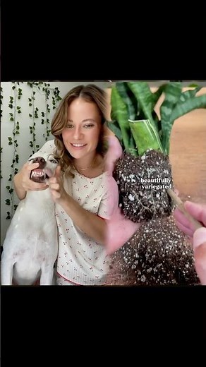 U can find this dog walking set in my storefront. #dogmom #dogowner #doglover#petowner #pets #dog