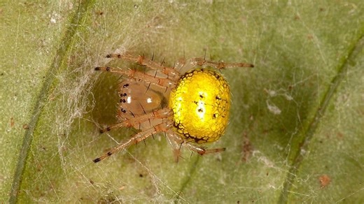 Osmooka aphana – pajku z Madagaskarja ime nadeli v Ljubljani | National Institute of Biology