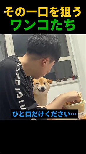 無言の圧がすごいワンコたち