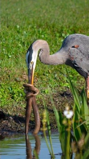 This Bird vs Snake… Watch Who Wins 😳