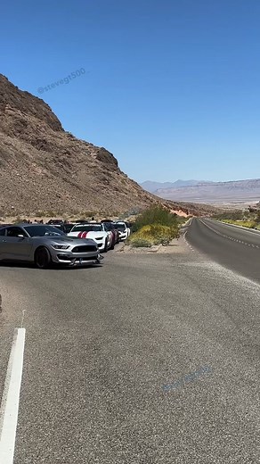Squad 🐍 #socalshelbys #vegas #shelby #mustang #fyp #gt500 #americanmuscle #ford