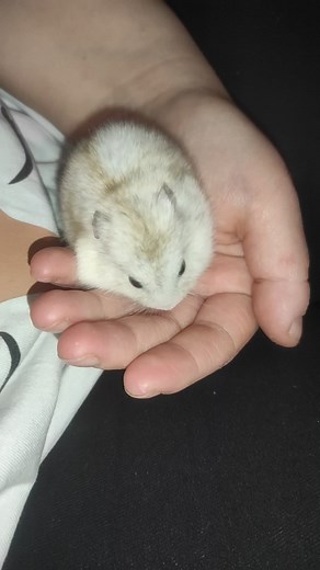 #hörcsög #reels #shorts #viral #rodent #foryou #neked #pusztuljonforyouba #nekedbelegyen #rescued #foru #fyp #fypシ #global #new #dzsungáriaitörpehörcsög #dwarfhamster #cute #hamster