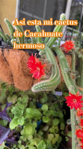 Mi cactus Cacahuate esta hermoso #plants #garden #succulent #flowers #cactus