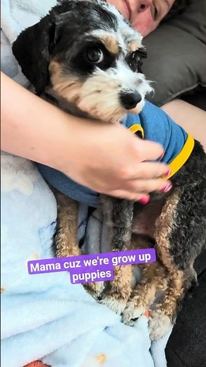 Cute Cavapoo Puppies Nursing Mom Post Surgery