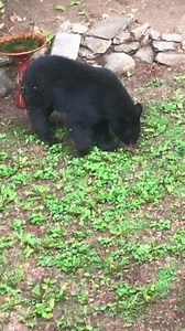 Bear on the Move; Fisher Cat Attacks Dog; Prom Dresses Banned; Nearby News