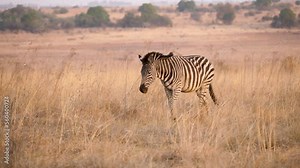 a plains zebra walks through the tall grasses of a wildlife park in south africa. close-up shot