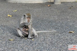 Tips for Visiting and Surviving the Ubud Monkey Forest in BA, Ubud, Indonesia