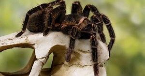 Quelles sont les plus grosses araignées du monde ?