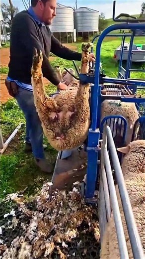 Manual shearing process of sheep for wool