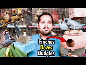 Finches Java Or Dove ko boxes laga deye😍