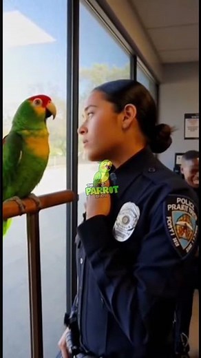 Parrot vs Cop: Parrot Wins Every Time 😂 #funnyshorts #talkingparrot #funny