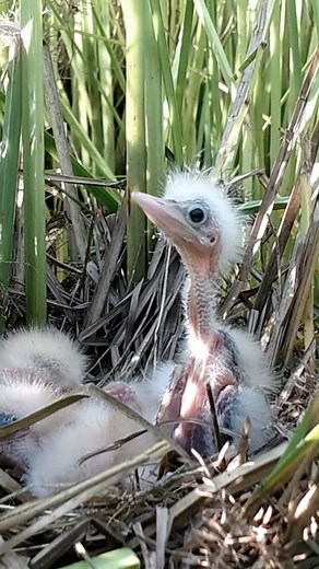 606K views · 6.8K reactions | Nature bird life, review mother bird little birds baby bird nest daily life #birdlovers #babybird #relax #holidays #birdsofinstagram #birdsounds #littlebird #bird #birdlife #nature #babybird #naturelover #birdwatching #motherbird #wildlife #viralvideo #reviewbirdnest #birdphotography #birdnest #lifewithbirds | Nature Bird Life | Facebook