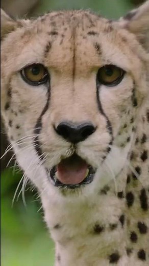 The world’s fastest land mammal, from 0 to 70 mph in just a few strides - International Cheetah Day