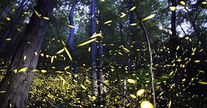 Fireflies put on a summertime light show