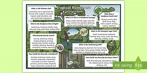 KS2 Tropical Rainforests Descriptive Word Mat