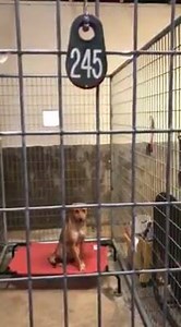 Adoptable area Ouachita Parish Animal Shelter, 417 Well Rd, West Monroe, LA ~ 318-323-4032 ~ www.parishpets.petfinder.com. *NOTE: This page is run by volunteers and due to time constraints, many comments may not get a reply as the shelter page gets hundreds of comments per day. ALL DOGS & CATS SHOULD BE CONSIDERED URGENT. If you have a question about a dog or cat, please go by the shelter ASAP and visit them in person or call the shelter at 318-323-4032. If you are looking for a lost pet, go ASA