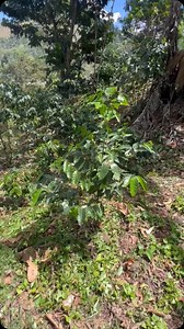 Estamos reduciendo la distancia de simbra en lote de café Java. #specialtycoffee #productividad #fertilización #biosiversity #conservación #sustainablefarmingpractices #farmtocupcoffee #coffeeorigin #java #microlotes #java #cafeconhistoria #directrade #cafeconhistoria #cafetostado #cafesostenible #diversificación #resiliencia #cosecha #geisha | Finca La Venus Coffee Estate