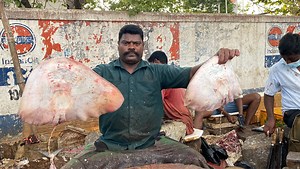 Big Size Ray Fish Cutting Skill🔪Kasimedu Selvam Knockout Cutting Skill🔪KF FISH CUTS | KF FISH CUTS