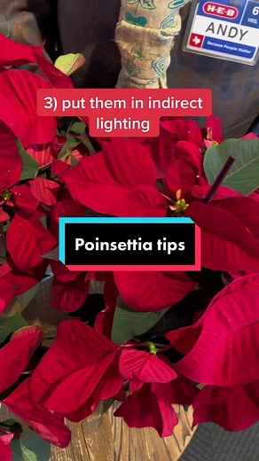 Poinsettia Care Tips for a Beautiful Holiday Season