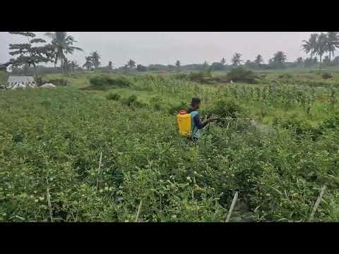 MODERN PEST CONTROL TRICKS EVERY TOMATO GROWER SHOULD KNOW - Agriculture Gardening