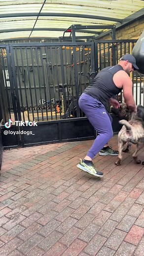 How to Playfully Bond with Your Dogs