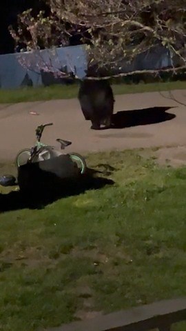 There is a trash thief in Saint Paul, Virginia! (Video: Kelsey Kiser) Submit your photos and videos to WCYB.com/ChimeIn! | WCYB