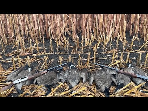 12 Gauge 2 3/4 steel goose reloads using Longshot and BB’s