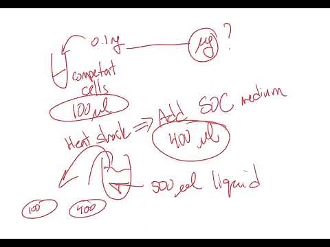 Calculate transformation efficiency