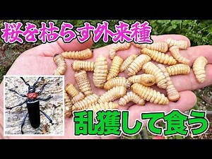 桜を枯らす極悪外来害虫を乱獲して食べてみた！