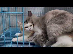 Cat Mating Successful 😘