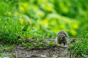 Hedgehog dies after ‘despicable’ attack in Sheffield suburb