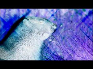 Wildlife Windows 7 Sample Video in 4ormulator V8